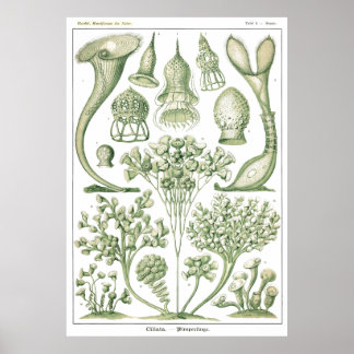 Póster Plate 03 Ciliata.