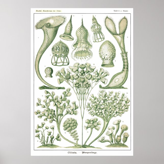 Póster Plate 03 Ciliata. (Frente)
