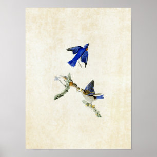 Póster Plate 113 Bluebird Birds of America