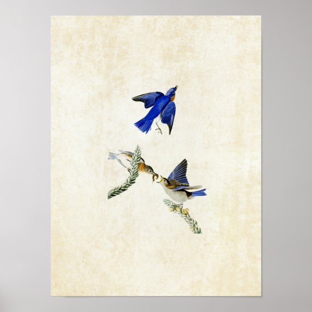 Póster Plate 113 | Bluebird | Birds of America (Frente)