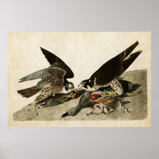 Póster Plate 16 | Great-Footed Hawk | Birds of America