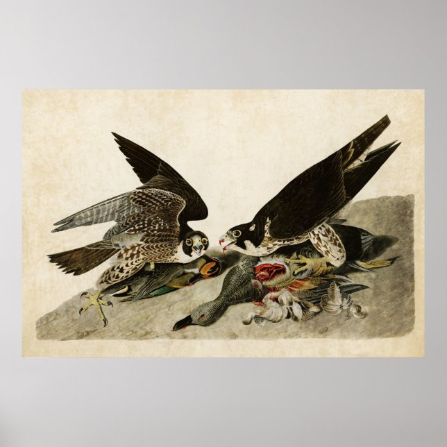 Póster Plate 16 | Great-Footed Hawk | Birds of America (Frente)