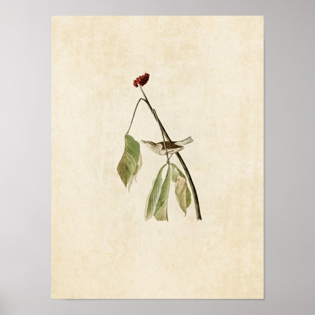 Póster Plate 19 | Louisiana Water Thrush (Frente)