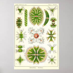 Póster Plate 24 Desmdiea