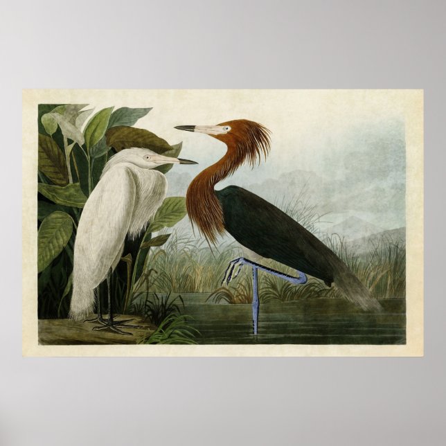 Póster Plate 256 | Purple Heron | Birds of America (Frente)