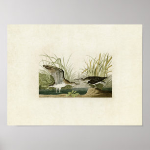 Póster Plate 289   Solitary Sandpiper   Birds of America