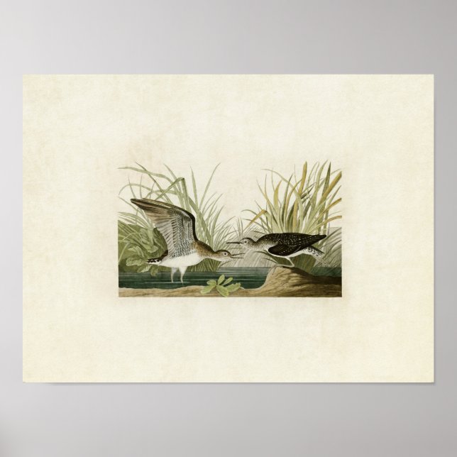 Póster Plate 289 | Solitary Sandpiper | Birds of America (Frente)