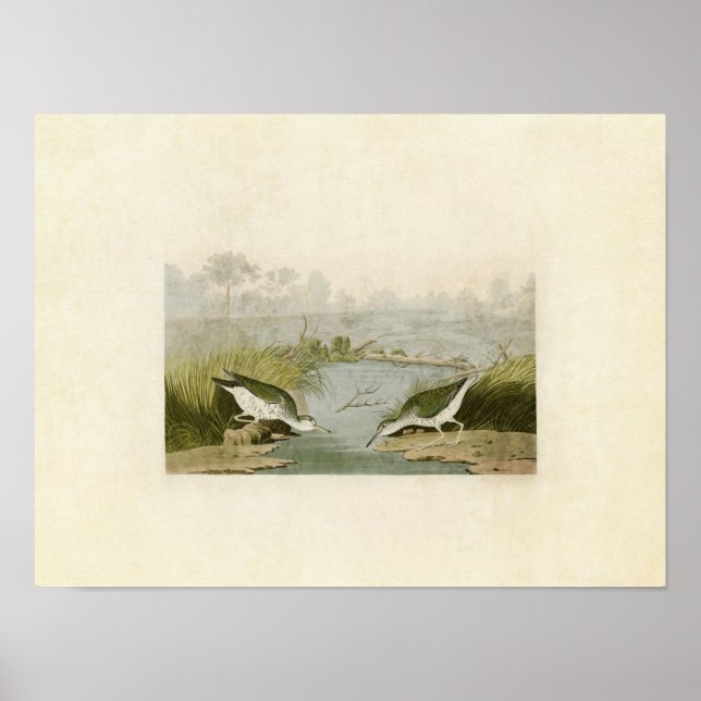 Póster Plate 310 | Spotted Sandpiper | Birds of America (Frente)