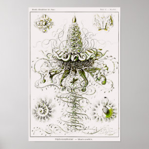 Póster Plate 37. Siphonophores.