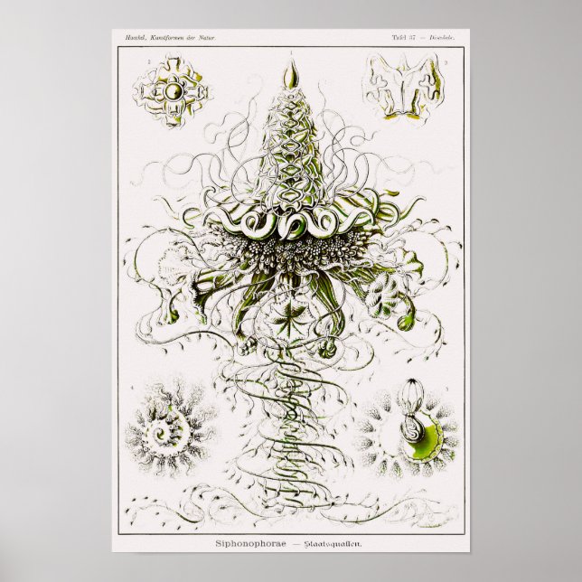 Póster Plate 37. Siphonophores. (Frente)
