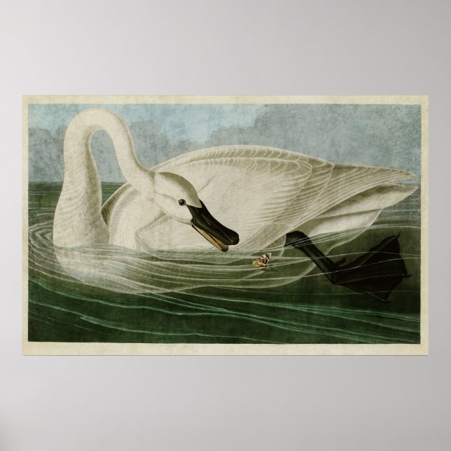 Póster Plate 406 | Trumpeter Swan | Birds of America (Frente)