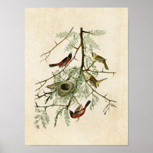 Póster Plate 42 Orchard Oriole Birds of America