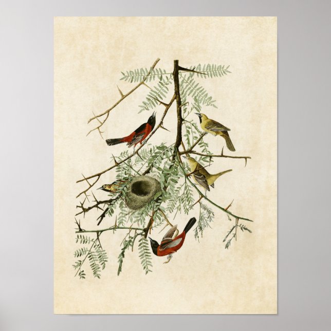 Póster Plate 42 | Orchard Oriole | Birds of America (Frente)