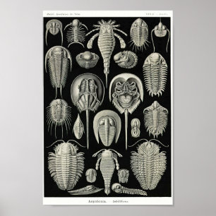 Póster Plate 47. Aspidonia.