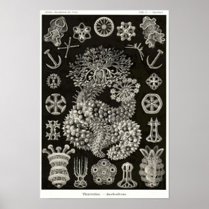 Póster Plate 50. Thuroidea.
