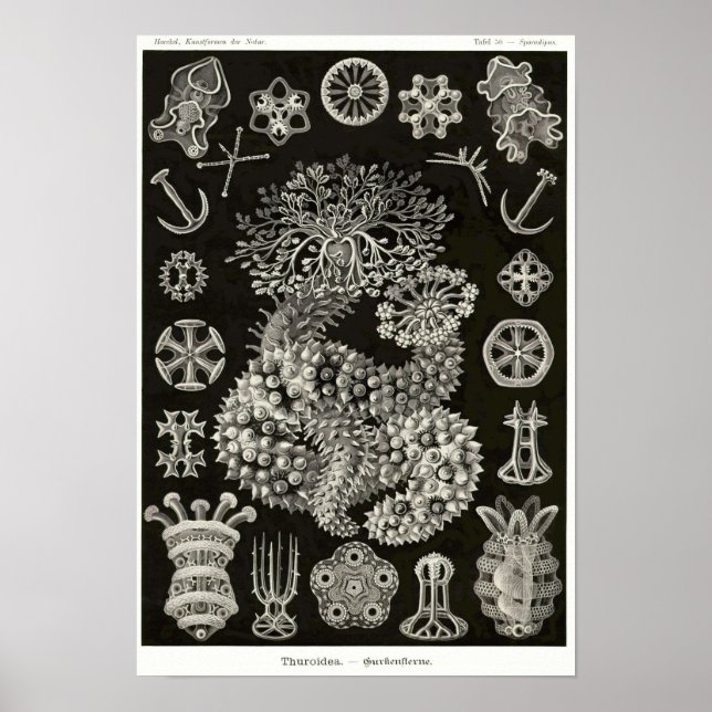 Póster Plate 50. Thuroidea. (Frente)