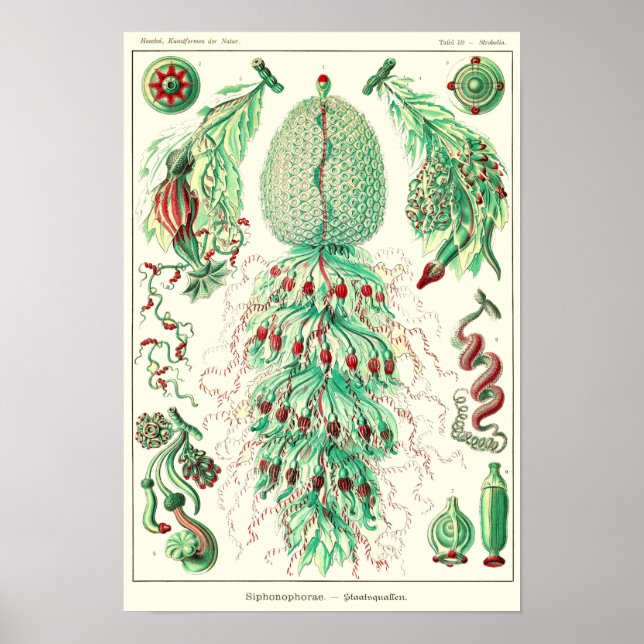 Póster Plate 59. Strobalia cupola. (Frente)