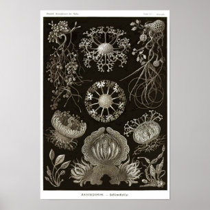 Póster Plate 73. Ascomycetes.