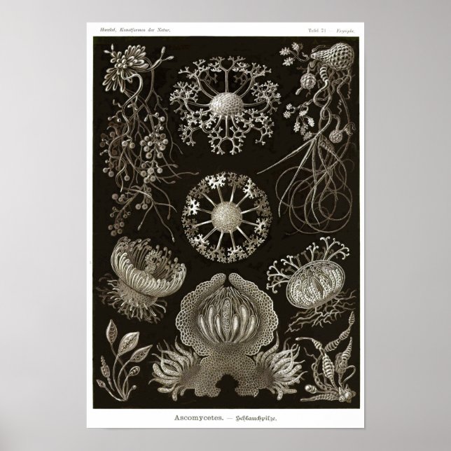 Póster Plate 73. Ascomycetes. (Frente)