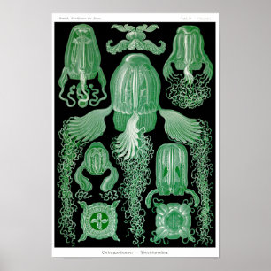 Póster Plate 78. Cubomedusae.
