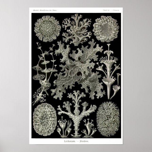 Póster Plate 83. Lichens. (Frente)