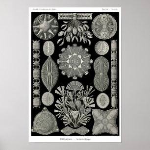 Póster Plate 84. Diatoms.