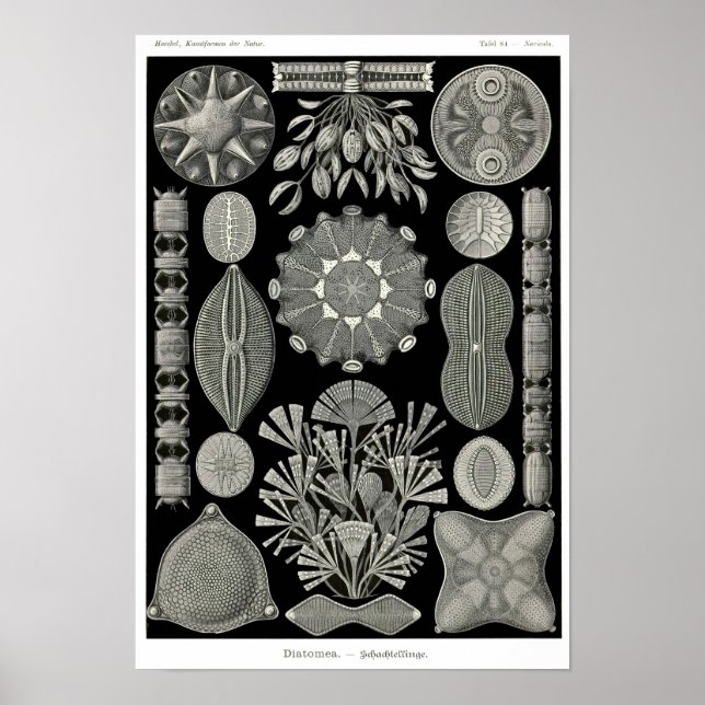 Póster Plate 84. Diatoms. (Frente)