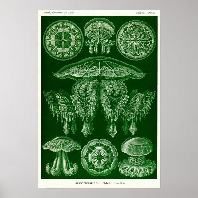 Póster Plate 88. Discomedusae. (Frente)
