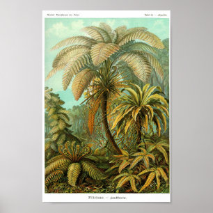 Póster Plate 92. Filicinae.