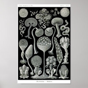 Póster Plate 93. Mycetozoa.