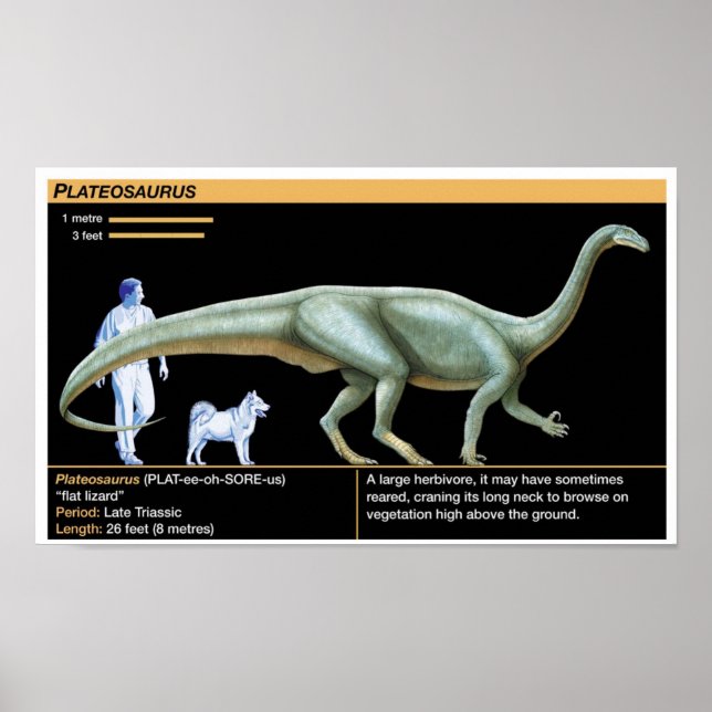 Póster Plateosaurus - Biología Jurásico (Frente)