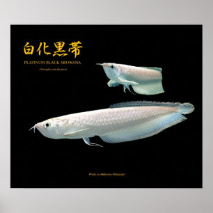 Póster Platinum Black Arowana の ポ ス タ