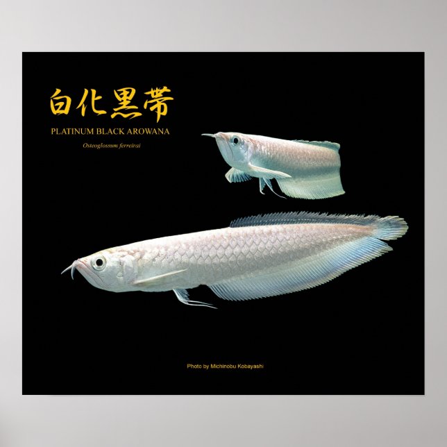 Póster Platinum Black Arowana の ポ ス タ (Frente)
