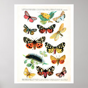 Póster Plato antiguo, mariposas de Europa: placa 10