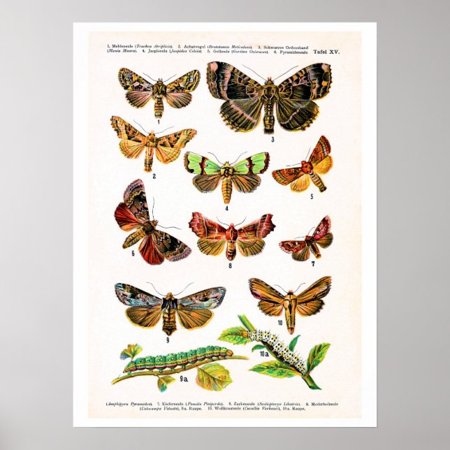 Póster Plato antiguo, mariposas de Europa: placa 15 (Frente)