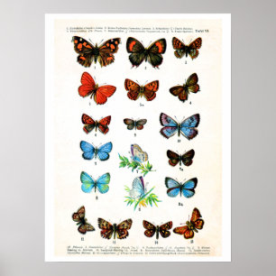 Póster Plato antiguo, mariposas de Europa: placa 6