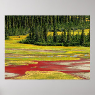 Póster Plato de sal y bosque Parque nacional Búfalo de