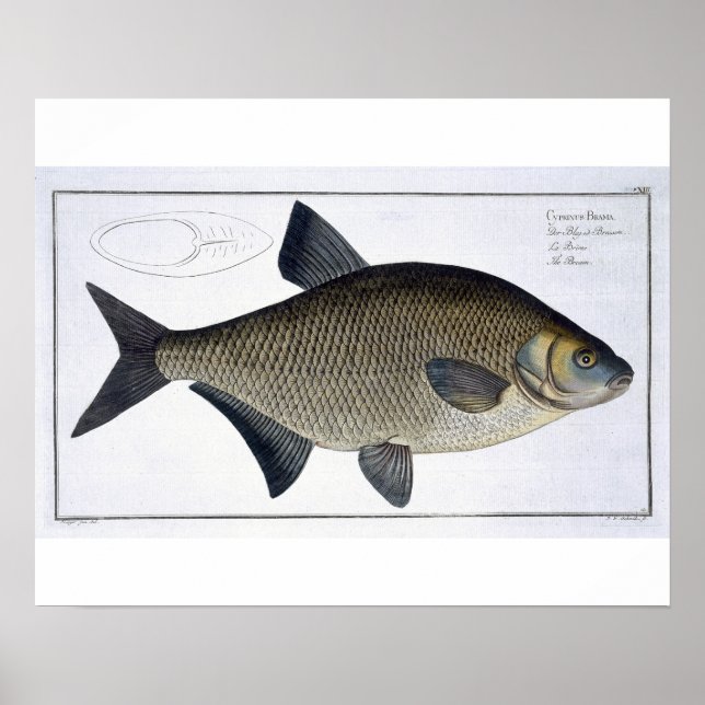 Póster Plato XIII de Bream (Cyprinus Brama) de Ichthyolog (Frente)