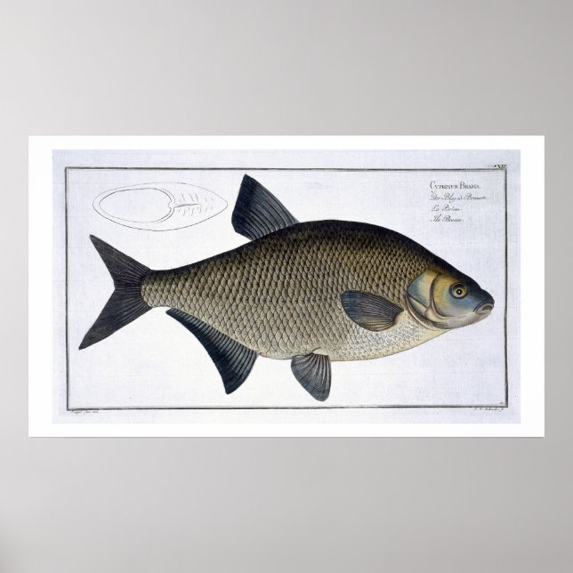 Póster Plato XIII de Bream (Cyprinus Brama) de Ichthyolog (Frente)