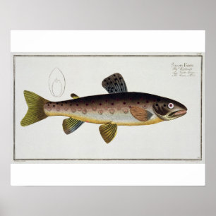Póster Plato XXIII de trucha marrón (Salmo Iasustris) de 