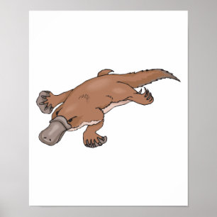 Póster platypus paquistaní