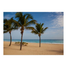 Playa Bávaro, Árboles de coco de República Dominic