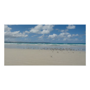 Póster Playa con gaviotas