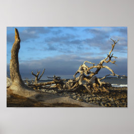 Póster Playa de Driftwood en la isla Jekyll, Georgia