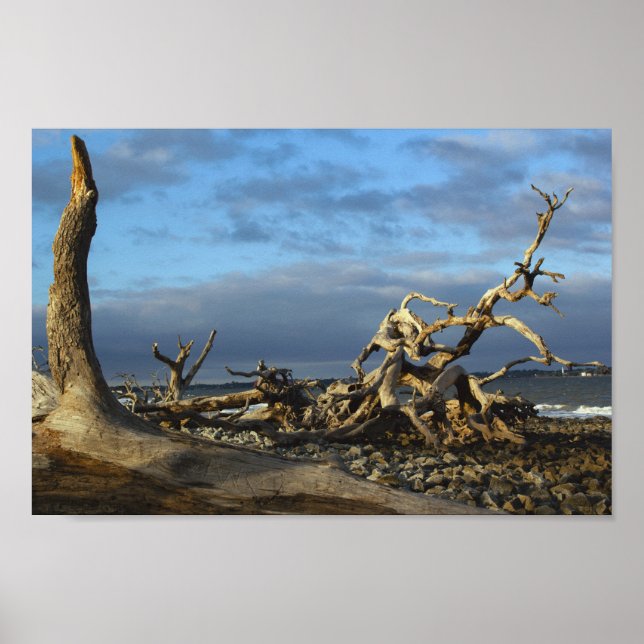 Póster Playa de Driftwood en la isla Jekyll, Georgia (Frente)