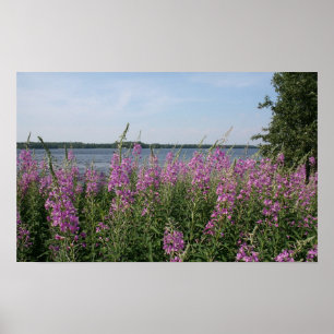Póster Playa del Fireweed