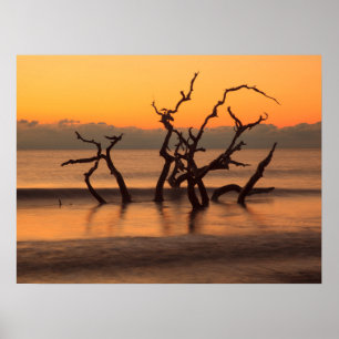 Póster Playa Driftwood al amanecer Jekyll Island Georgia