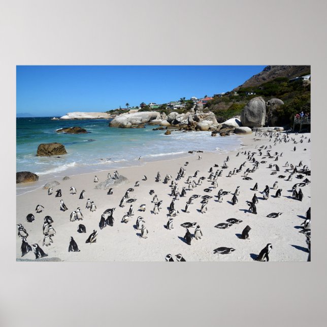 Póster Playa Penguins Boulders | Sudáfrica (Frente)