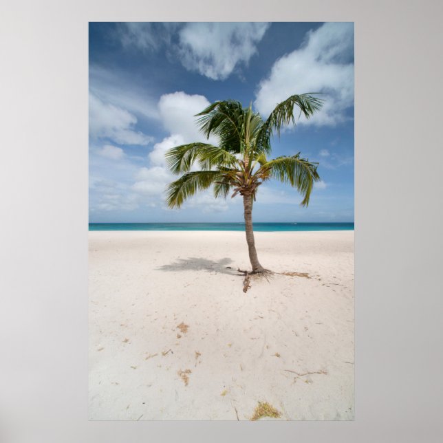 Póster Playas tropicales | Eagle Beach, Aruba (Frente)