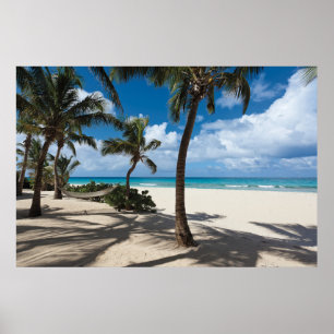 Póster Playas tropicales Playa de Anguila, palmera